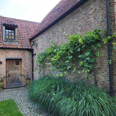 Landelijke tuin met siergrassen